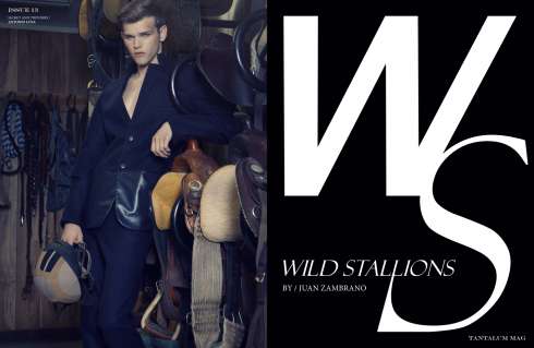 wild stallions-1