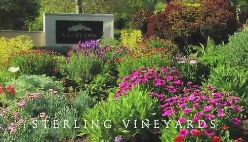 Chardonnay tasting at Sterling with Carolyn Pollack