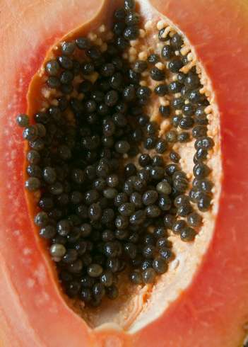 Papaya-cropped