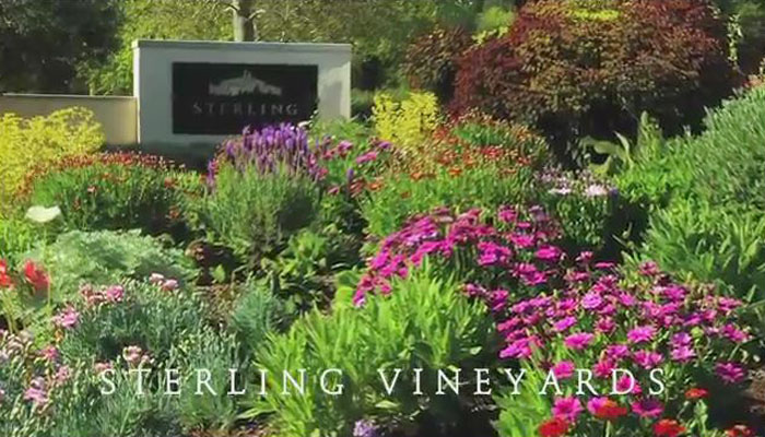 Chardonnay_tasting_at_Sterling_with_Carolyn_Pollack.mp4